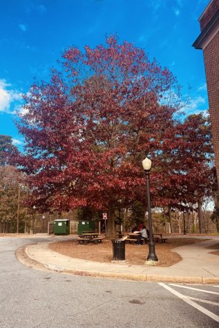 Photo provided by Rose Doss - Reynolds campus leaves are turning and falling as students wait for dismissal for Thanksgiving Break. 
