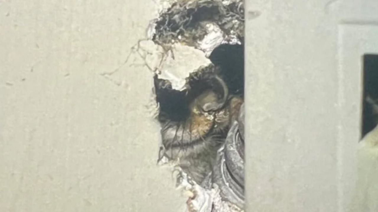 Indiana Apartment Tenant Discovers Unknown Creature Living Inside His Walls, Pest Control Cannot Identify It